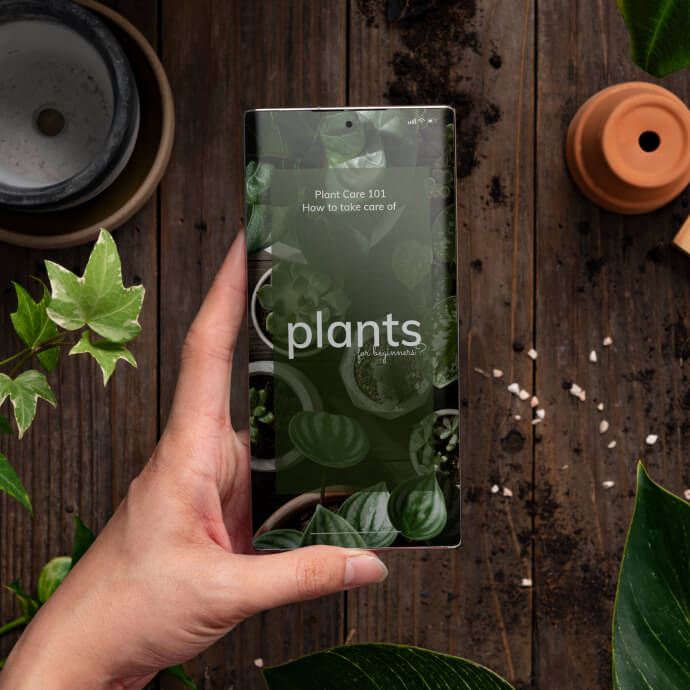 Calathea Pin-Stripe Plant