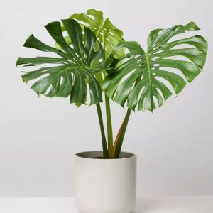 Flamingo FlowerFlamingo Flower