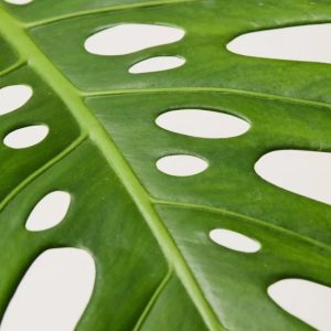 Flamingo Flower