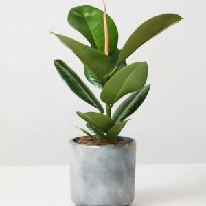 PhilodendronPhilodendron