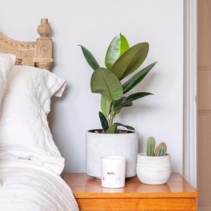 Philodendron