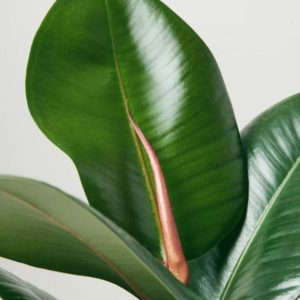 Philodendron