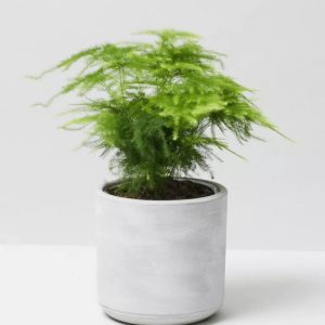 Cret PlantCret Plant