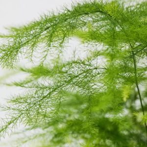 Cret Plant