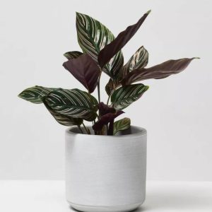 Calathea Pin-Stripe PlantCalathea Pin-Stripe Plant