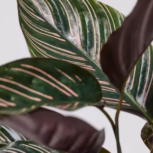 Calathea Pin-Stripe Plant