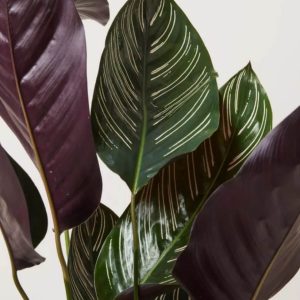 Calathea Pin-Stripe Plant