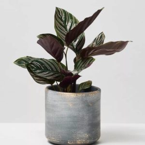 Calathea Pin-Stripe Plant