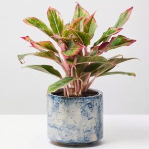 Green Pearl SucculentGreen Pearl Succulent