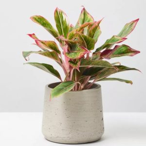 Green Pearl Succulent