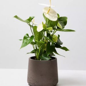 Plant RobustaPlant Robusta