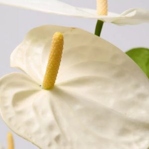 Plant Robusta