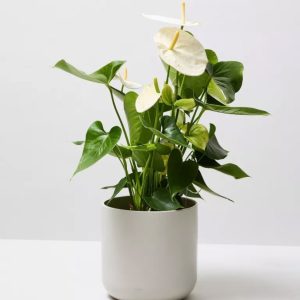 Plant Robusta