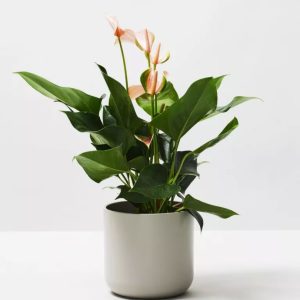 Rubber PlantRubber Plant