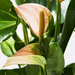 Rubber Plant