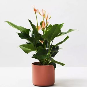Rubber Plant