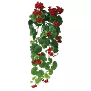 ΡΙΖΑ ΒΙΓOΝΙΑ ΚΟΚΚΙΝΗ Y75cm. 6/48ΚΙΒΡΙΖΑ ΒΙΓOΝΙΑ ΚΟΚΚΙΝΗ Y75cm. 6/48ΚΙΒ
