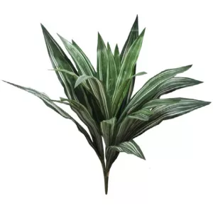 ΦΥΛΛΟ ΡΙΖΑ Y30cm. 32/216ΚΙΒΦΥΛΛΟ ΡΙΖΑ Y30cm. 32/216ΚΙΒ