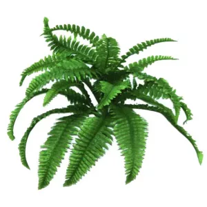 ΡΙΖΑ ΦΤΕΡΗ ΜΙΚΡΗ 65xY40cm. 12/72ΚΙΒΡΙΖΑ ΦΤΕΡΗ ΜΙΚΡΗ 65xY40cm. 12/72ΚΙΒ