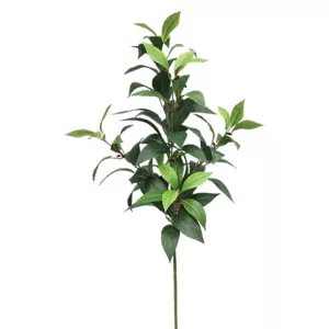 ΚΛΑΔΙ ΔΑΦΝΗΣ ΠΡΑΣΙΝΟ Y73cm. 24/288KIBΚΛΑΔΙ ΔΑΦΝΗΣ ΠΡΑΣΙΝΟ Y73cm. 24/288KIB