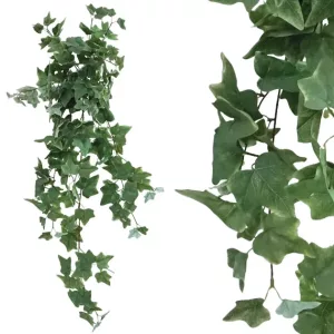 ΡΙΖΑ ΚΡΕΜΑΣΤΗ ΚΙΣΣΟΣ ΠΡΑΣΙΝΟΣ Y100cm 1/100ΚΙΒΡΙΖΑ ΚΡΕΜΑΣΤΗ ΚΙΣΣΟΣ ΠΡΑΣΙΝΟΣ Y100cm 1/100ΚΙΒ