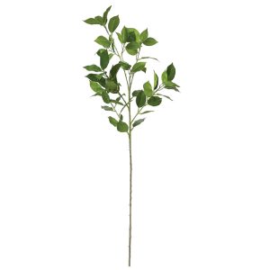 ΚΛΑΔΙ ΦΙΚΟΣ ΠΡΑΣΙΝΟ - Υ80cm 60/360ΚΙΒΚΛΑΔΙ ΦΙΚΟΣ ΠΡΑΣΙΝΟ - Υ80cm 60/360ΚΙΒ