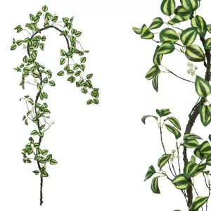 ΓΙΡΛΑΝΤΑ ΚΛΑΡΑ ΜΕ ΔΙΧΡΩΜΑ ΠΡΑΣΙΝΑ ΦΥΛΛΑ - Υ240cm 120/ΚΙΒΓΙΡΛΑΝΤΑ ΚΛΑΡΑ ΜΕ ΔΙΧΡΩΜΑ ΠΡΑΣΙΝΑ ΦΥΛΛΑ - Υ240cm 120/ΚΙΒ