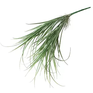 ΡΙΖΑ ΚΡΕΜΑΣΤΗ ΙΕΡΟΧΛΟΗ ΛΑΧΑΝΙ - Y62cm 24/144ΚΙΒΡΙΖΑ ΚΡΕΜΑΣΤΗ ΙΕΡΟΧΛΟΗ ΛΑΧΑΝΙ - Y62cm 24/144ΚΙΒ