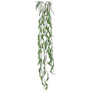 ΡΙΖΑ ΚΡΕΜΑΣΤΗ ΧΑΠΕΡΖΙΑ ΛΑΧΑΝΙ - Υ136cm 36/144ΚΙΒΡΙΖΑ ΚΡΕΜΑΣΤΗ ΧΑΠΕΡΖΙΑ ΛΑΧΑΝΙ - Υ136cm 36/144ΚΙΒ