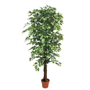 ΔΕΝΤΡΟ ΜΠΕΝΖΑΜΙΝ ΠΡΑΣΙΝΟ ΣΕ ΓΛΑΣΤΡΑ - Y180cm 2/KIBΔΕΝΤΡΟ ΜΠΕΝΖΑΜΙΝ ΠΡΑΣΙΝΟ ΣΕ ΓΛΑΣΤΡΑ - Y180cm 2/KIB