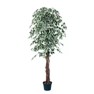 ΔΕΝΤΡΟ ΜΠΕΝΖΑΜΙΝ ΔΙΧΡΩΜΟ ΣΕ ΓΛΑΣΤΡΑ - Y180cm 2/KIBΔΕΝΤΡΟ ΜΠΕΝΖΑΜΙΝ ΔΙΧΡΩΜΟ ΣΕ ΓΛΑΣΤΡΑ - Y180cm 2/KIB