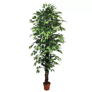 ΔΕΝΤΡΟ ΜΠΕΝΖΑΜΙΝ ΠΡΑΣΙΝΟ ΣΕ ΓΛΑΣΤΡΑ - Y210cm 2/KIBΔΕΝΤΡΟ ΜΠΕΝΖΑΜΙΝ ΠΡΑΣΙΝΟ ΣΕ ΓΛΑΣΤΡΑ - Y210cm 2/KIB