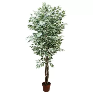 ΔΕΝΤΡΟ ΜΠΕΝΖΑΜΙΝ ΔΙΧΡΩΜΟ ΣΕ ΓΛΑΣΤΡΑ - Y210cm 2/KIBΔΕΝΤΡΟ ΜΠΕΝΖΑΜΙΝ ΔΙΧΡΩΜΟ ΣΕ ΓΛΑΣΤΡΑ - Y210cm 2/KIB