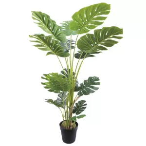 ΔΕΝΤΡΟ ΜΟΝΣΤΕΡΑ REAL TOUCH ΣΕ ΓΛΑΣΤΡΑ - Υ150cm 4/ΚΙΒΔΕΝΤΡΟ ΜΟΝΣΤΕΡΑ REAL TOUCH ΣΕ ΓΛΑΣΤΡΑ - Υ150cm 4/ΚΙΒ