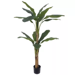 ΔΕΝΤΡΟ ΜΠΑΝΑΝΙΑ ΔΙΠΛΗ REAL TOUCH ΣΕ ΓΛΑΣΤΡΑ - Υ190cm 2/ΚΙΒΔΕΝΤΡΟ ΜΠΑΝΑΝΙΑ ΔΙΠΛΗ REAL TOUCH ΣΕ ΓΛΑΣΤΡΑ - Υ190cm 2/ΚΙΒ