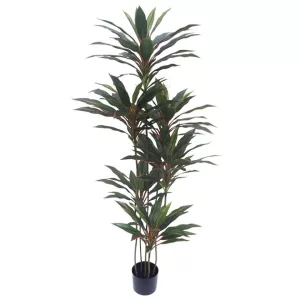 ΔΕΝΤΡΟ ΔΡΑΚΑΙΝΑ ΚΟΚΚΙΝΗ REAL TOUCH ΣΕ ΓΛΑΣΤΡΑ - Υ150cm 4/ΚΙΒΔΕΝΤΡΟ ΔΡΑΚΑΙΝΑ ΚΟΚΚΙΝΗ REAL TOUCH ΣΕ ΓΛΑΣΤΡΑ - Υ150cm 4/ΚΙΒ