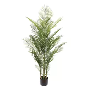 ΔΕΝΤΡΟ ΦΟΙΝΙΚΑΣ PALM ΠΡΑΣΙΝΟ ΣΕ ΓΛΑΣΤΡΑ - Υ175cm 2/KIBΔΕΝΤΡΟ ΦΟΙΝΙΚΑΣ PALM ΠΡΑΣΙΝΟ ΣΕ ΓΛΑΣΤΡΑ - Υ175cm 2/KIB