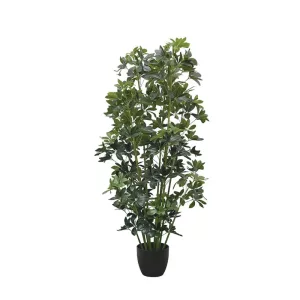 ΔΕΝΤΡΟ ΣΕΦΛΕΡΑ ΣΕ ΚΑΣΠΩ - Υ140cm 2/KIBΔΕΝΤΡΟ ΣΕΦΛΕΡΑ ΣΕ ΚΑΣΠΩ - Υ140cm 2/KIB