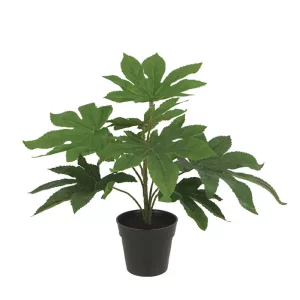ΔΕΝΤΡΟ ΚΑΛΑΘΕΑ ΠΡΑΣΙΝΟ REAL TOUCH ΣΕ ΚΑΣΠΩ - Υ35cm 24/KIBΔΕΝΤΡΟ ΚΑΛΑΘΕΑ ΠΡΑΣΙΝΟ REAL TOUCH ΣΕ ΚΑΣΠΩ - Υ35cm 24/KIB