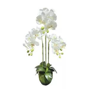 ΦΥΤΟ ΟΡΧΙΔΕΑ ΛΕΥΚΑ ΑΝΘΗ REAL TOUCH - Υ82cm 2/8ΚΙΒΦΥΤΟ ΟΡΧΙΔΕΑ ΛΕΥΚΑ ΑΝΘΗ REAL TOUCH - Υ82cm 2/8ΚΙΒ