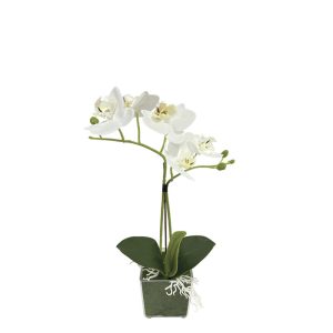 ΛΕΥΚΗ ΟΡΧΙΔΕΑ REAL TOUCH ΣΕ ΚΑΣΠΩ (2 ΚΛΑΔΙΑ, 5 ΑΝΘΗ) - Y30cm 6/ΚΙΒΛΕΥΚΗ ΟΡΧΙΔΕΑ REAL TOUCH ΣΕ ΚΑΣΠΩ (2 ΚΛΑΔΙΑ, 5 ΑΝΘΗ) - Y30cm 6/ΚΙΒ