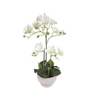 ΛΕΥΚΗ ΟΡΧΙΔΕΑ REAL TOUCH ΣΕ ΚΑΣΠΩ (3 ΚΛΑΔΙΑ, 15 ΑΝΘΗ) - Y45cm 4/24ΚΙΒΛΕΥΚΗ ΟΡΧΙΔΕΑ REAL TOUCH ΣΕ ΚΑΣΠΩ (3 ΚΛΑΔΙΑ, 15 ΑΝΘΗ) - Y45cm 4/24ΚΙΒ