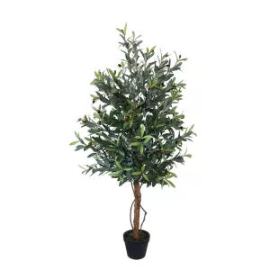 ΔΕΝΤΡΟ ΕΛΙΑΣ ΣΕ ΓΛΑΣΤΡΑ - Y120cm 4/ΚΙΒΔΕΝΤΡΟ ΕΛΙΑΣ ΣΕ ΓΛΑΣΤΡΑ - Y120cm 4/ΚΙΒ