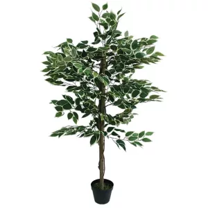 ΔΕΝΤΡΟ ΔΙΧΡΩΜΟ ΜΠΕΝΖΑΜΙΝ ΣΕ ΓΛΑΣΤΡΑ - Y120cm 4/ΚΙΒΔΕΝΤΡΟ ΔΙΧΡΩΜΟ ΜΠΕΝΖΑΜΙΝ ΣΕ ΓΛΑΣΤΡΑ - Y120cm 4/ΚΙΒ