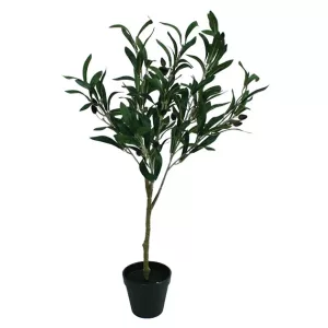 ΔΕΝΤΡΟ ΕΛΙΑΣ ΣΕ ΓΛΑΣΤΡΑ - Y65cm 6/72ΚΙΒΔΕΝΤΡΟ ΕΛΙΑΣ ΣΕ ΓΛΑΣΤΡΑ - Y65cm 6/72ΚΙΒ