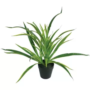 ΦΥΤΟ ΑΡΑΧΝΗ REAL TOUCH ΣΕ ΠΛΑΣΤΙΚΗ ΓΛΑΣΤΡΑ - Y43cm 6/36ΚΙΒΦΥΤΟ ΑΡΑΧΝΗ REAL TOUCH ΣΕ ΠΛΑΣΤΙΚΗ ΓΛΑΣΤΡΑ - Y43cm 6/36ΚΙΒ