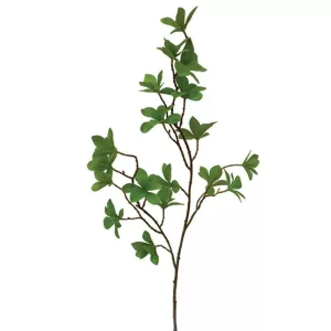 ΚΛΑΔΙ ΚΑΦΕ ΜΕ ΠΡΑΣΙΝΑ ΦΥΛΛΑ Y70cm. 36/360KIBΚΛΑΔΙ ΚΑΦΕ ΜΕ ΠΡΑΣΙΝΑ ΦΥΛΛΑ Y70cm. 36/360KIB