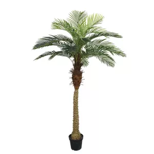 ΔΕΝΤΡΟ ΦΟΙΝΙΚΑΣ ΑΡΕΚΑ REAL TOUCH ΣΕ  ΓΛΑΣΤΡΑ - Υ210cm 2/ΚΙΒΔΕΝΤΡΟ ΦΟΙΝΙΚΑΣ ΑΡΕΚΑ REAL TOUCH ΣΕ  ΓΛΑΣΤΡΑ - Υ210cm 2/ΚΙΒ