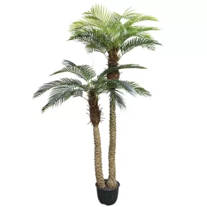 ΔΕΝΤΡΟ ΦΟΙΝΙΚΑΣ ΑΡΕΚΑ x2 REAL TOUCH ΣΕ ΓΛΑΣΤΡΑ -  Υ250cm 2/ΚΙΒΔΕΝΤΡΟ ΦΟΙΝΙΚΑΣ ΑΡΕΚΑ x2 REAL TOUCH ΣΕ ΓΛΑΣΤΡΑ -  Υ250cm 2/ΚΙΒ