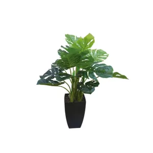 ΔΕΝΤΡΟ ΣΧΙΣΤΟΦΥΛΛΟ REAL TOUCH ΣΕ ΚΑΣΠΩ - Υ65cm 8/ΚΙΒΔΕΝΤΡΟ ΣΧΙΣΤΟΦΥΛΛΟ REAL TOUCH ΣΕ ΚΑΣΠΩ - Υ65cm 8/ΚΙΒ